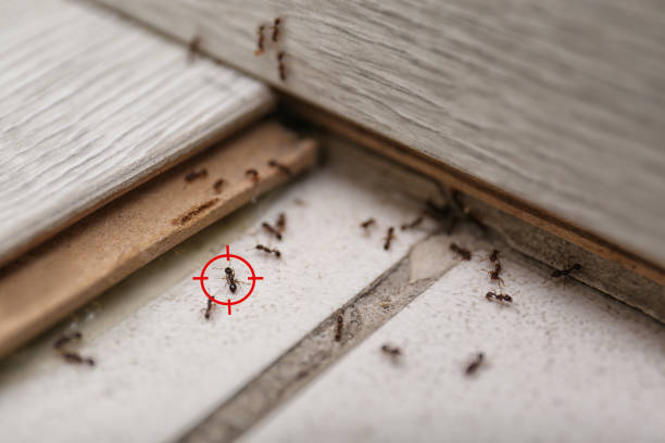 Insect Control in Oklahoma, PA