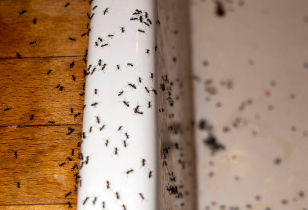 Best Wasp Removal Services  in Oklahoma, PA