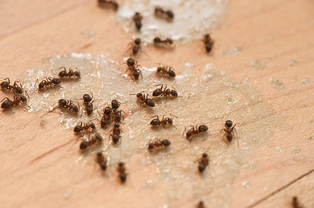 Best Ant Control Services  in Oklahoma, PA